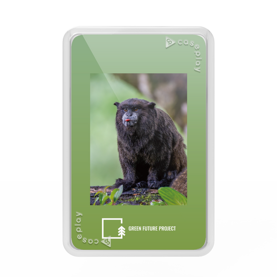Premium Card Wallet［ Green Future Project - Black-mantled Tamarin ］