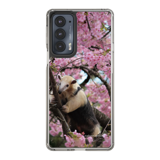 Slim Protection Case［ The Izu Animal Kingdom - Anteater ］